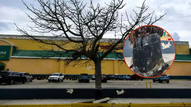 Ambientalistas denunciaron un presunto ecocidio en una plaza comercial de la avenida Periférica Norte, en Concordia.