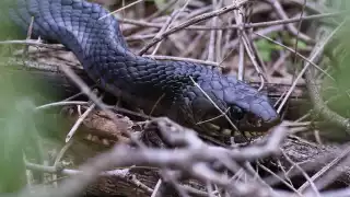   Día Mundial de la Serpiente: 3 especies endémicas  de la Península de Yucatán que debes conocer    