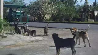 Aumenta desinterés por el maltrato animal en Yucatán