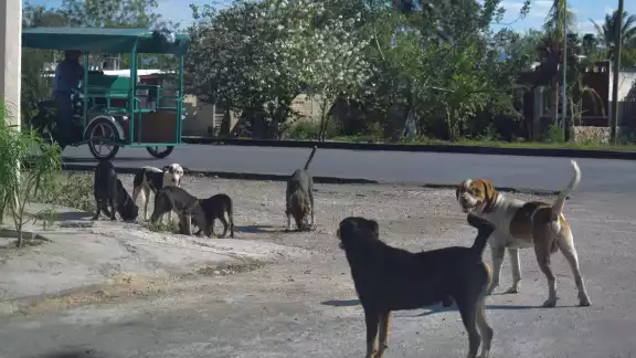 El 50% de todas las denuncias por maltrato animal están en Kanasín El 50% de todas las denuncias por maltrato animal están en Kanasín