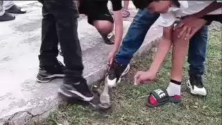 Exigen castigo por cruel tradición con animales en Calkiní