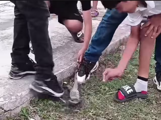 Polémica en Calkiní: animales muertos en fiesta con aval político