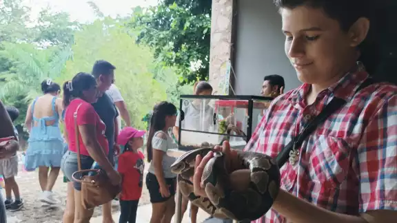 Lo más representativo fue la exposición e interacción de los asistentes con serpientes, conociendo un poco más de sus características morfológicas Lo más representativo fue la exposición e interacción de los asistentes con serpientes, conociendo un poco más de sus características morfológicas