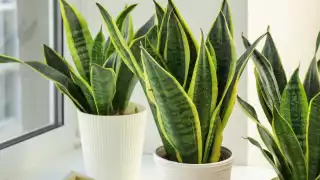 Cómo cuidar la Sansevieria, la planta más vendida en el mundo 