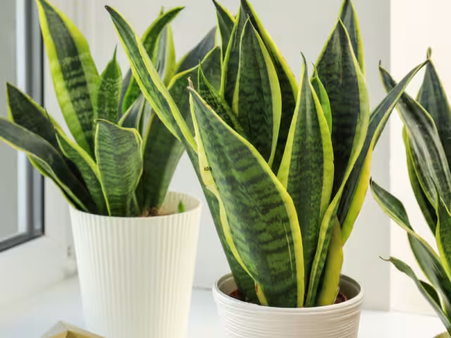 Su cuidado es de los más fáciles