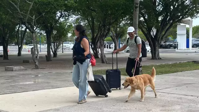 Horas antes del vuelo, Caro y Juan Carlos pasearon al “peludo” afuera de las instalaciones, a fin de cansar al animal y evitar estrés durante el trayecto