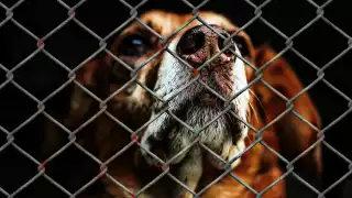 Aplican la primera multa por maltrato animal en Puerto Morelos tras la muerte de una perrita