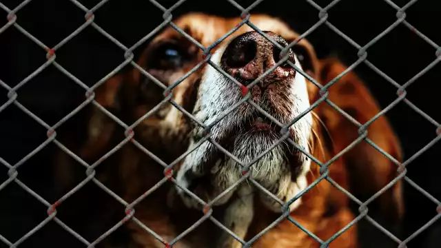 Autoridades buscan concientizar sobre el trato digno hacia los seres vivos