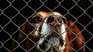 Marcha contra el maltrato animal en Cancún:  Fechas, horarios y punto de reunión 