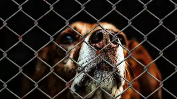 En cada municipio de Quintana Roo existe puntos específicos para denunciar el maltrato animal