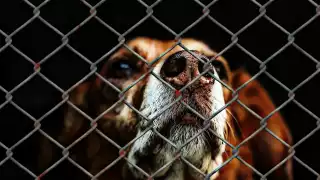 Maltrato animal en Playa del Carmen: Tres casos continúan en investigación