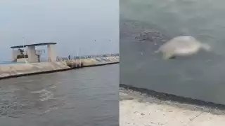 Reportan hallazgo de tortuga muerta en el Malecón de Campeche