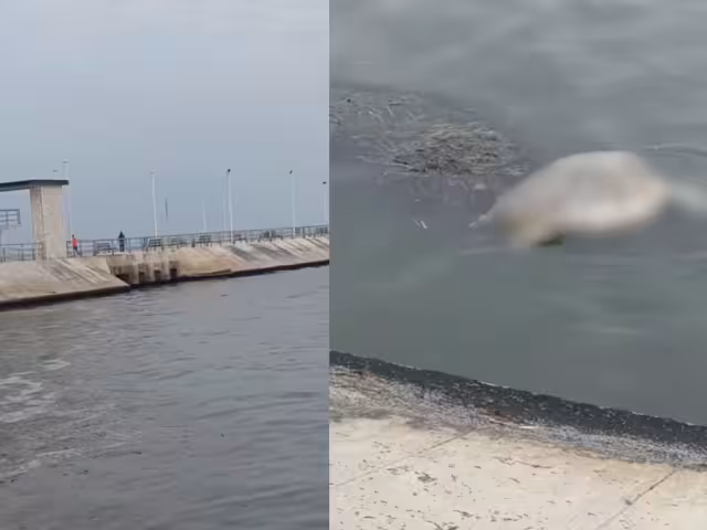 Ciudadano reporta hallazgo de una tortuga Carey muerta en la zona de Tío Fito, Campeche.