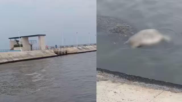 Ciudadano reporta hallazgo de una tortuga Carey muerta en la zona de Tío Fito, Campeche.