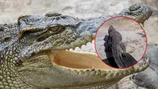 Más de 100 kg y 3 metros de largo: Así liberaron a un cocodrilo tras ser capturado en playa de Cozumel (VIDEO)