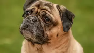 ¿Cómo calmar a tu perro cuando hay pirotecnia para evitar que se asuste?