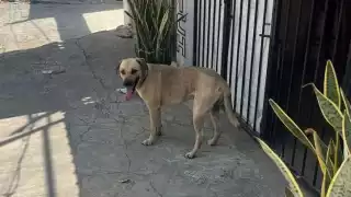 El perrito conocido como noble o güero no es propiedad del hombre señalado por maltrato animal