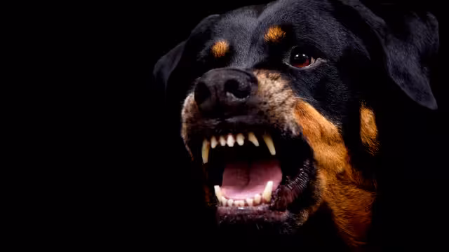 El ataque ocurrió en menos de un mes de otro más reciente, en el cual un pitbull hirió a dos niñas