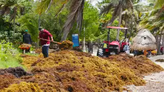 Quintana Roo “ahogado" en macroalga: Más de 80 mil toneladas de sargazo se han recolectado en lo que va del 2025