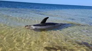 Encuentran cuerpo de  mamífero marino en la costa Norte de Yucatán     
