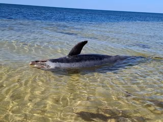 El cuerpo de un mamífero marino apareció en playas de la costa norte de Yucatán