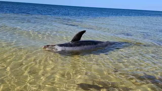 El cuerpo de un mamífero marino apareció en playas de la costa norte de Yucatán