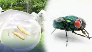 Cómo es la mosca del gusano barrenador, así puedes identificarla ante los casos en Campeche