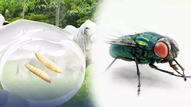 Ganaderos y dueños de mascotas: así luce la peligrosa mosca del gusano barrenador