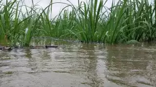 Lluvias incrementan afectaciones a cañeros