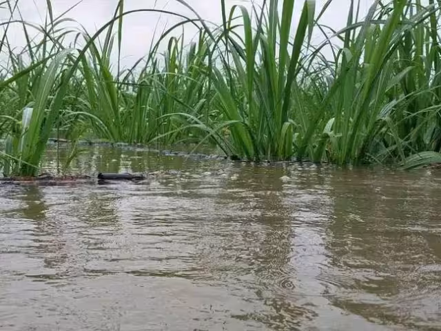 Lluvias incrementan afectaciones a cañeros en Chetumal