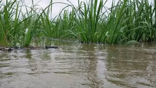 Lluvias incrementan afectaciones a cañeros en Chetumal