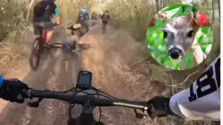 Ciclista es derribado por un venado en  la selva de Yucatán  