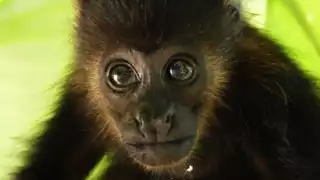 Semarnat aclara condición de salud de monos saraguato recibidos en el CIVS Los Reyes