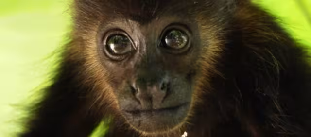 Semarnat informó sobre la evaluación médica de los ejemplares de mono saraguato recibidos en el CIVS Los Reye