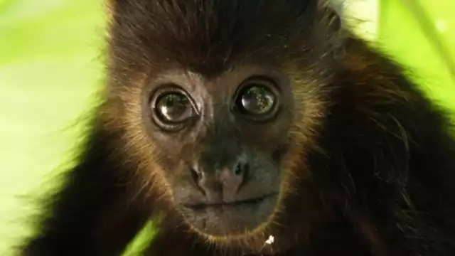 Semarnat informó sobre la evaluación médica de los ejemplares de mono saraguato recibidos en el CIVS Los Reye