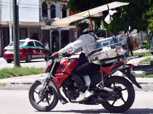 Tortillerías formales denuncian competencia desleal y falta de operativos