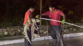 Muchas veces cuando llegan, los animales no están.