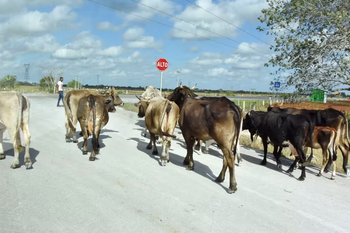 Ganaderos de la zona maya de Quintana Roo en alerta por gusano ...