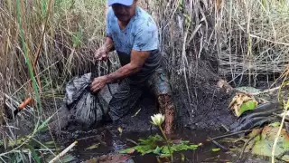 Se desploma el precio de la mojarra en Campeche: de 100 a 30 pesos el kilo