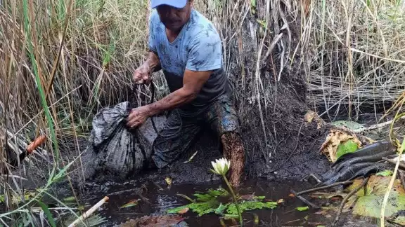 Pescadores rematan mojarra para evitar pérdidas ante desplome de precios
