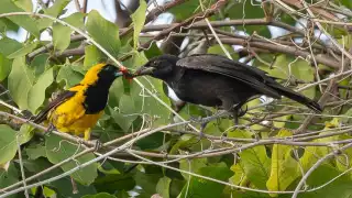 En la imagen puede apreciarse a una yuya alimentando a una cría de tordo cantor