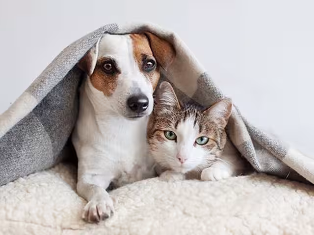 Se deberá acudir con cierta documentación al momento del registro de las mascotas