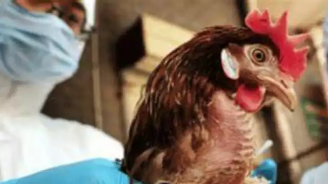 OMS confirma primer caso de gripe aviar en Australia