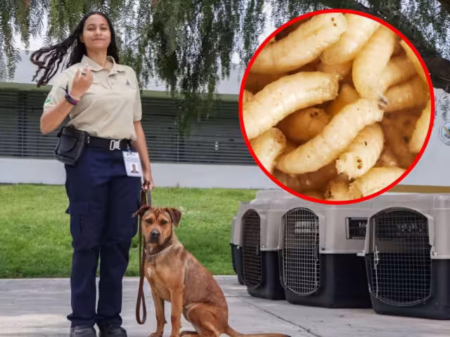 Tres binomios fueron entrenados para la detección a tiempo del gusano barrenador en el ganado