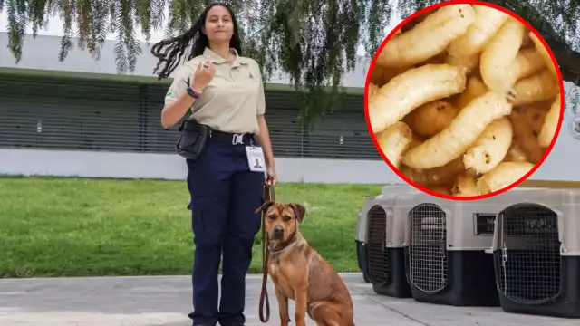 Tres binomios fueron entrenados para la detección a tiempo del gusano barrenador en el ganado