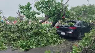 Rescatan a mujer que permanecía atrapada en su auto, tras caída de árbol en Dzemul