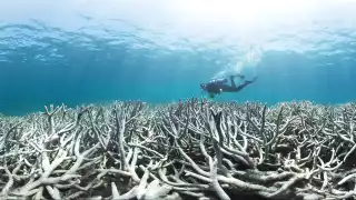 Previsiones de aparición de graves eventos de blanqueamiento de los próximos 30 años, sitúan bajo amenaza de extinción crítica a 26 de las 85 especies