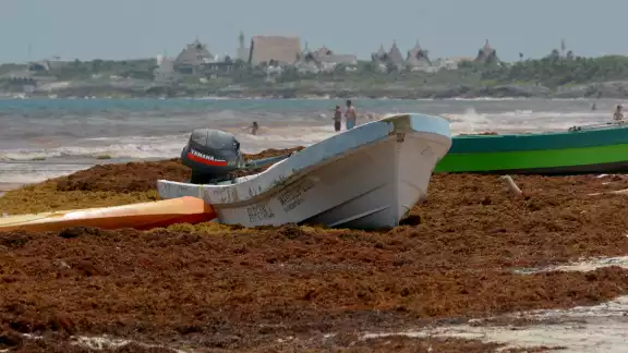 La macroalga invade las costas de Q. Roo, provocando cancelaciones y pérdidas en el sector turístico La macroalga invade las costas de Q. Roo, provocando cancelaciones y pérdidas en el sector turístico