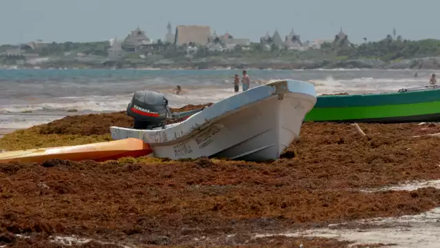 La macroalga invade las costas de Q. Roo, provocando cancelaciones y pérdidas en el sector turístico