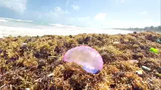 Alertan por presencia de fragatas portuguesas en playas de Tulum